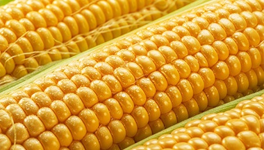 Corn on the cob