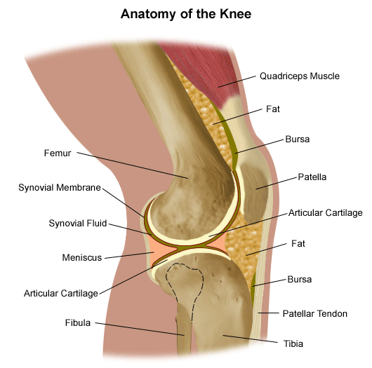 illustrated anatomy of the knee